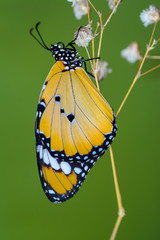 Closeup butterfly on flower