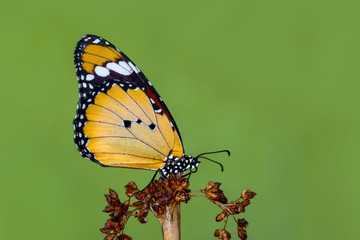 Closeup butterfly on flower