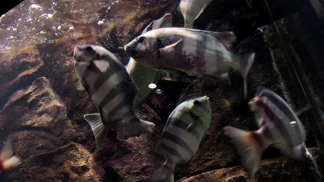 Fish at Kamon Aquarium, Japan.