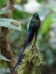 Green Blue Hummingbird-Violet Tailed Sylph-Langschwanzsylphe-Aglaiocercus coelestis in Mindo Cloud Forest, Ecuador