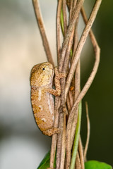 Baby Green chameleon - Stock Image