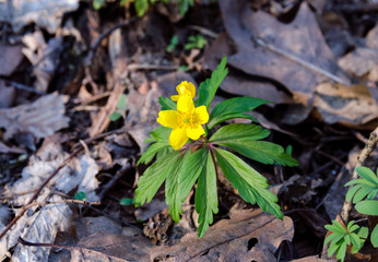yellow flower, perennial herb,