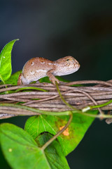 Baby Green chameleon - Stock Image