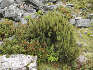 Nwe Zealand.  Milford Sound Nature. South Island