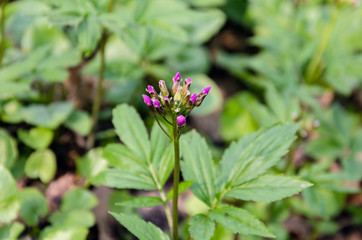 perennial herb flower