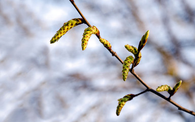 Fototapeta premium earrings flowering tree