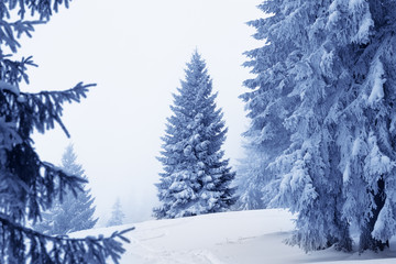 Frozen snow-covered magic forest after snowfall and gray sky in fog at winter day