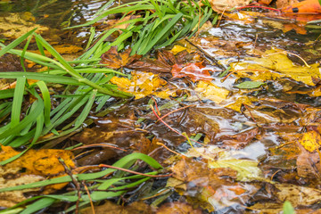 autumn leaves background