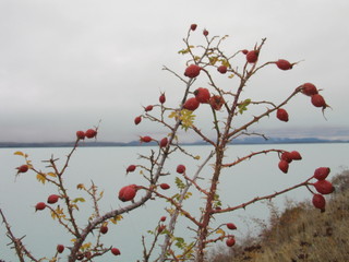 New Zealand.  Plant near of Milford Sound Nature. South Island
