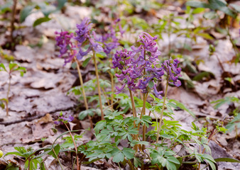 Corydalis flowers, perennial herb