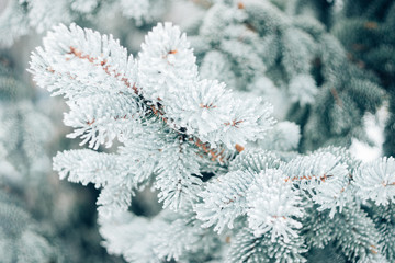Winter Christmas evergreen tree background. Ice covered blue spruce branch close up. Frost branch of fir tree covered with snow, copy space.