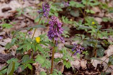 Corydalis flowers, perennial herb