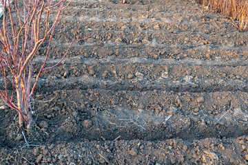 soil in garden prepared for planting potatoes. Spring work in garden. Warm, soil, peasant plot