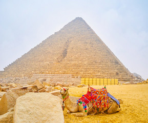 The harnessed camel in bedouin style, Giza, Egypt