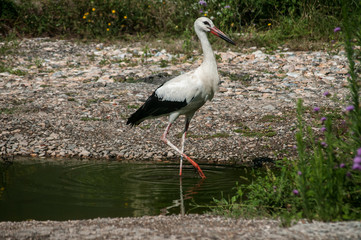 White stork closeup in a pond near stone road and greenery background in sunny summer day