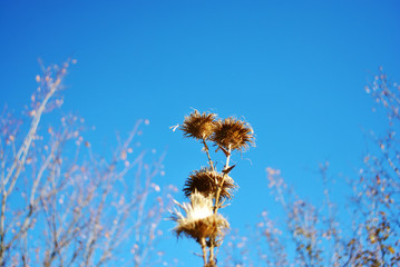 Silybum marianum (cardus marianus, milk thistle, blessed milkthistle, Marian thistle, Mary thistle or Scotch thistle) dry flowers on landscape background, blue sky and trees without leaves
