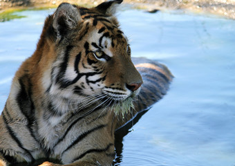 Tiger in a pond staring to its side
