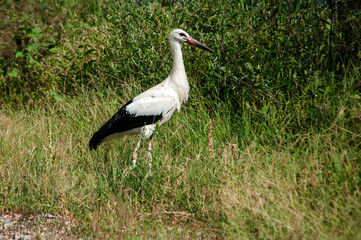 White stork closeup on greenery background in sunny summer day