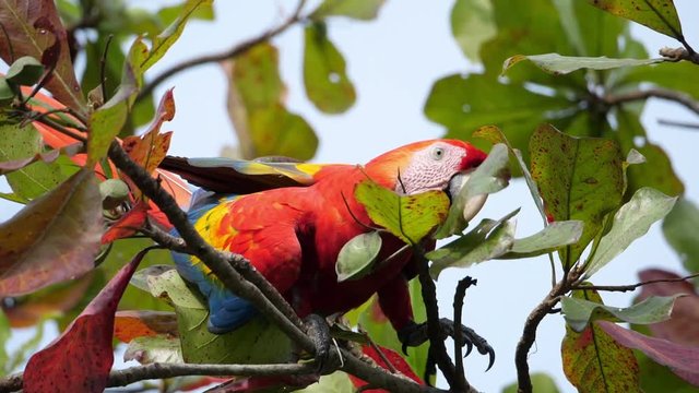 Colorful macaw parrot on a branch in slow motion.  The red-and-green macaw is is the largest of the genus Ara, widespread in the forests and woodlands of northern and central South America in slow mot