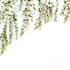 Border frame made of branches eucalyptus isolated on white background. lay flat, top view