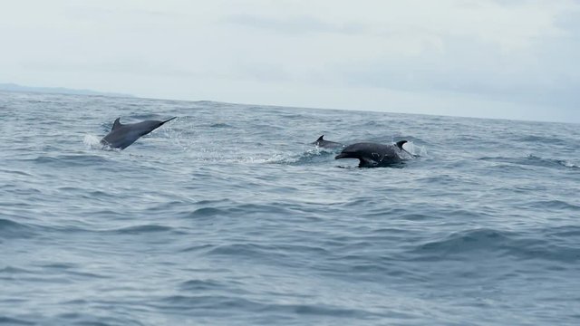 Group of dolphins swimming in tropical waters.  Bottlenose dolphins swimming in the open Caribbean sea. Wild life fauna in Bocas del Toro islands in the Isla Bastimentos National Marine Park in Panama