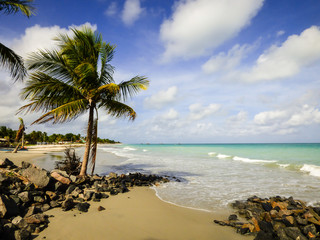 Coconut tree at Rio Ambar Beach on Itamaraca Island (Pernambuco state, Brazil)