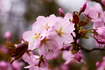 桜
