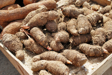Taro Roots
