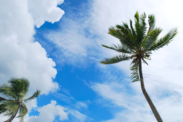 Dominican Republic, Playa Anders Tropic view © maxkateUSA