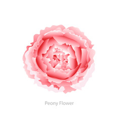 Pink Peony flower isolated on white background