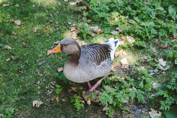 Greylag Goose in a meadow