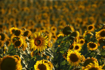 Fototapeta premium field of sunflowers