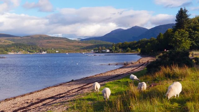 A flock of sheep grazing by Loch Eli in the Highlands, Scotland