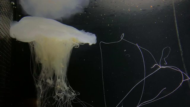 Jellyfish - Cyanea Nozakii - at Kamon Aquarium, Japan.