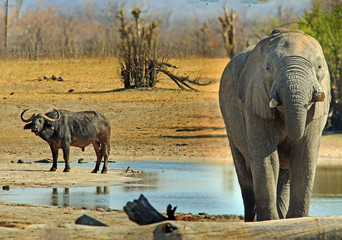 Obraz premium African Elephant infront of a waterhole, with a Cape Buffalo in the background looking. Nehimba, Hwange National Park, Zimbabwe.