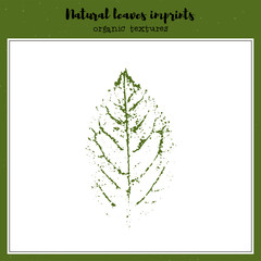 Vector leaf imprint