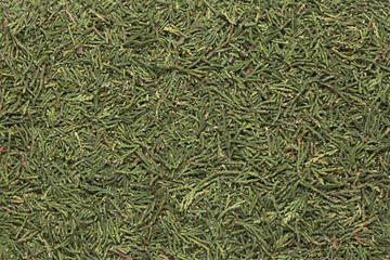 fir / spruce / christmas tree texture background