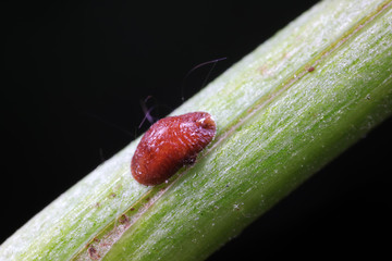 Strange insects in the natural environment