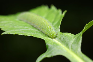 Meat insects in the natural environment
