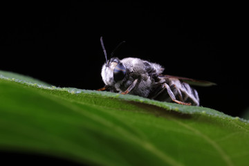 Diptera insects in nature