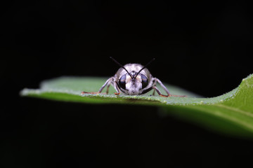 Diptera insects in nature