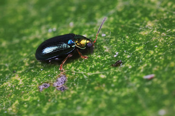 Beetles are in the natural environment