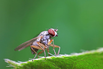 Fly insects in the natural environment