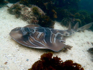 Ray Shark-Eastern Fiddler Ray-Trygonorrhina fasciata, Australia