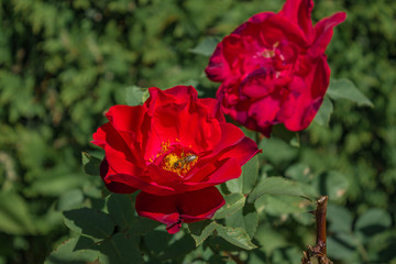 Bee on red rose