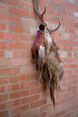 Dead Pheasants Hanging on a Wall After being shot