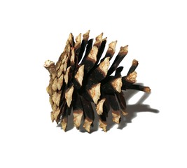 Pine Cone as a symbol of the New year isolated on a white background.