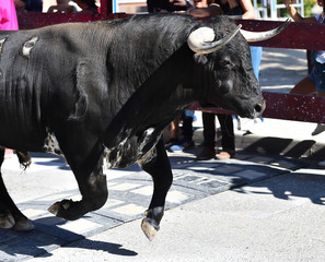 bull in spain