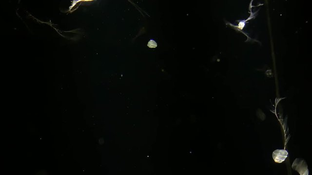 Jellyfish - Mertensia Ovum - Strange jellyfish at Kamon Aquarium, Japan.