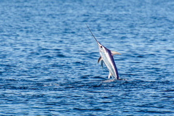 swordfish jumping in the water - obrazy, fototapety, plakaty